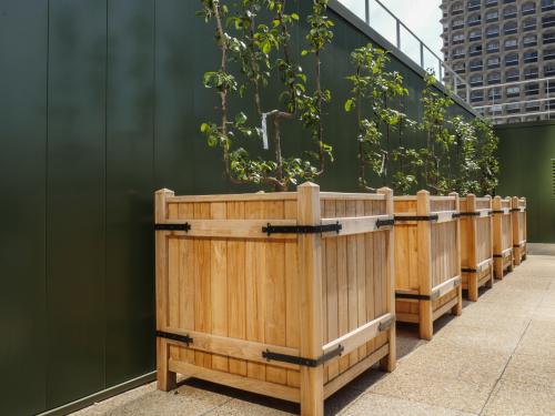 Small apple and pear trees in large troughs